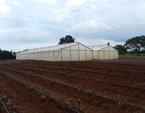 Wooden Greenhouse Prices in Kenya