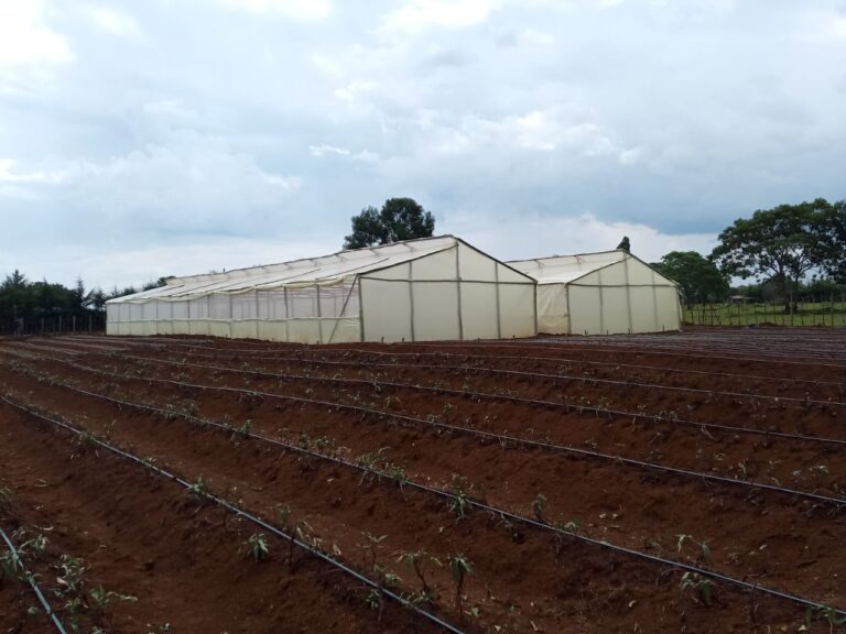 Greenhouse Insect Nets by Grekkon Limited. Call +254 715 157 132