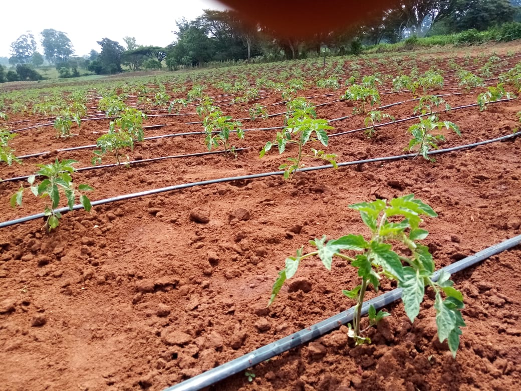 Diy Drip Irrigation For Tomatoes / Easy DIY Garden Drip Irrigation