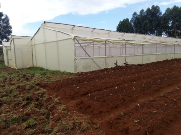 affordable-wooden-greenhouse-construction-in-kenya