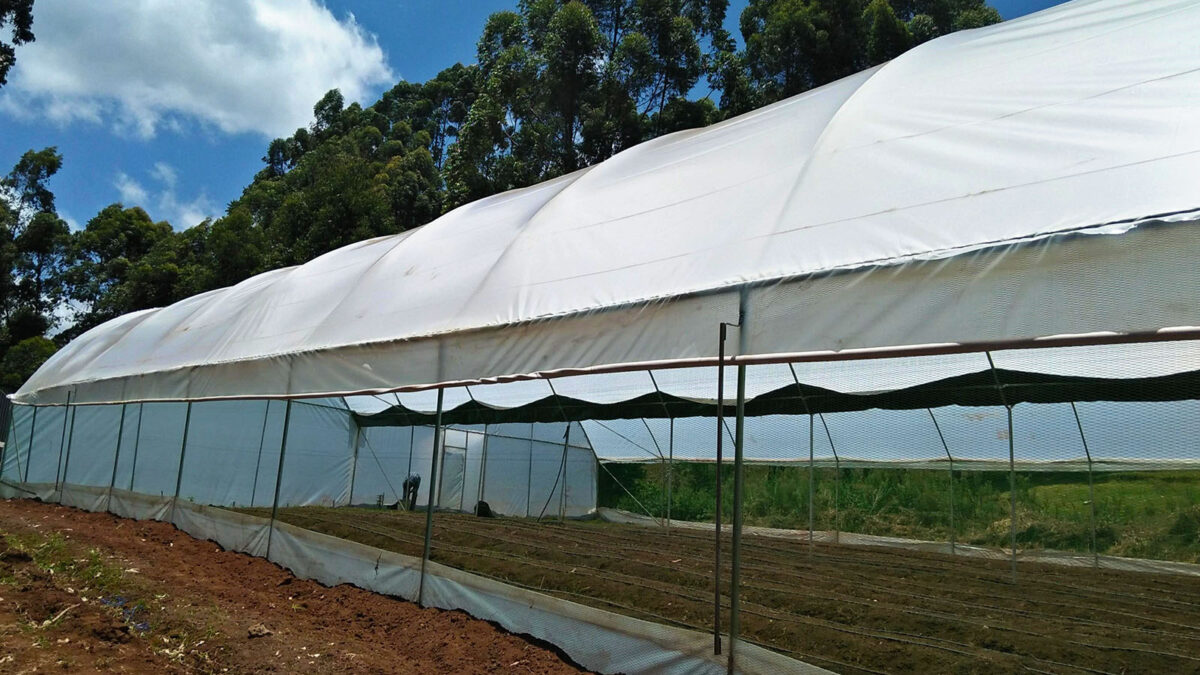 Greenhouse construction cost in Kenya
