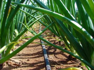 Onion drip irrigation by Grekkon Limited