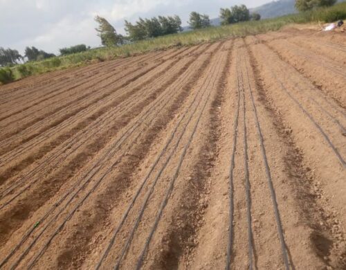 Cost Of Drip Irrigation Per Acre