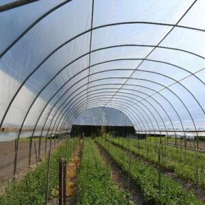 Greenhouse Company In Kenya