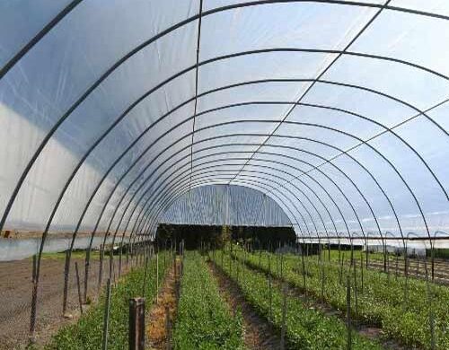 Greenhouse Company In Kenya