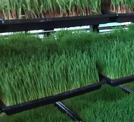 Hydroponic Trays