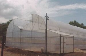 Greenhouse company in Kenya