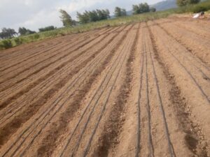 Drip irrigation pipes for onion installed by Grekkon Limited