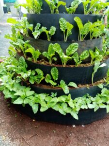 Multi-storey garden in Kenya