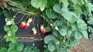Strawberry on a multi-storey garden