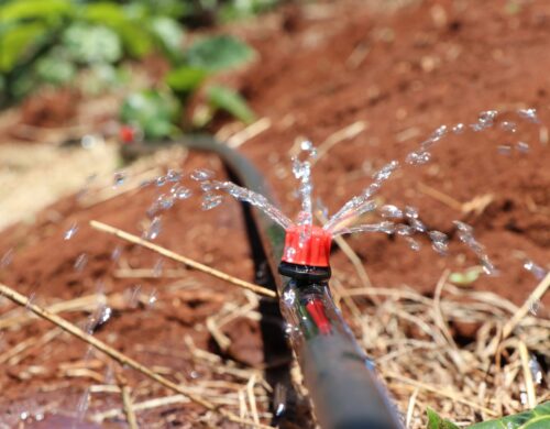 Adjustable Button Drippers For Irrigation