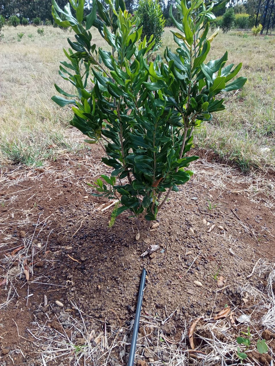 Cost Of Drip Irrigation Per Acre Grekkon Ltd. Call +254777157132