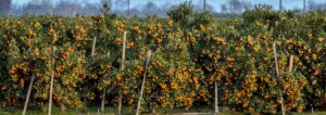 Pixie orange irrigation in Kenya