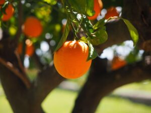 Pixie orange farming and irrigation in Kenya