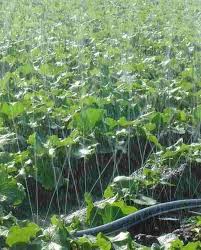 Cabbage Farming in Kenya