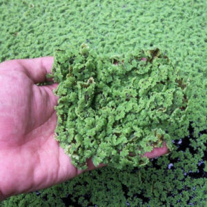 How to grow azolla