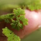 How To Grow Azolla