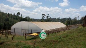 Solar dryers for coffee in Kenya