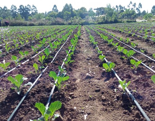 Drip Irrigation System Layout