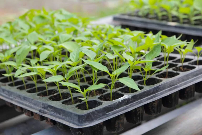grekkon-Seedling-trays-01-1-768x512