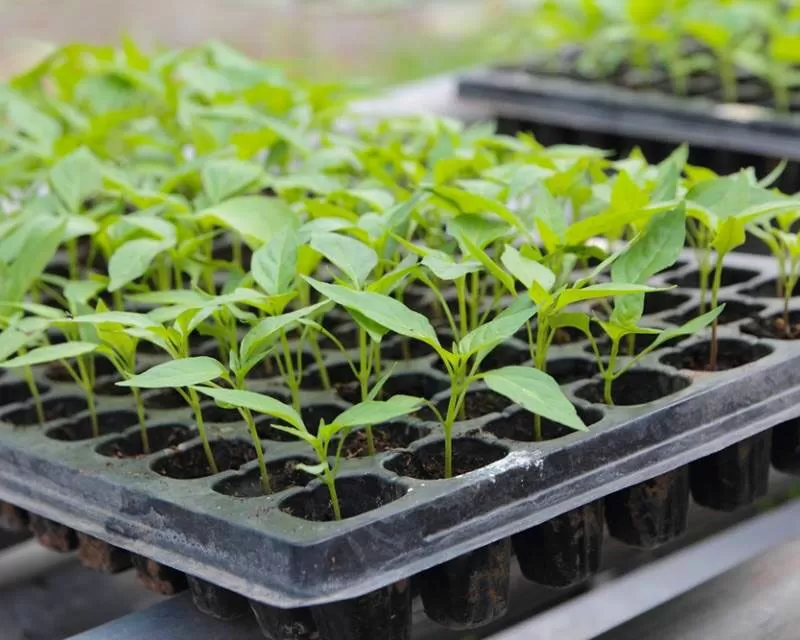 Seedling trays price in Kenya by Grekkon Limited