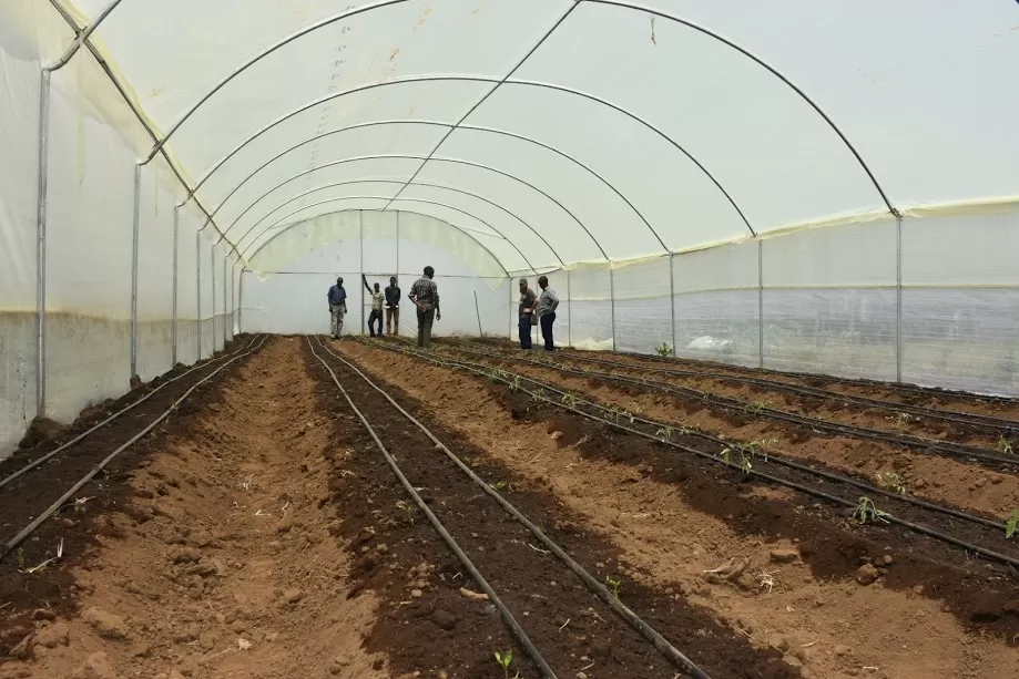 Greenhouse Construction Cost in Kenya - Image 8