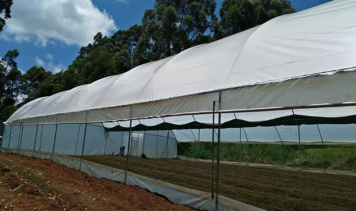 Greenhouse Construction Cost in Kenya - Image 5