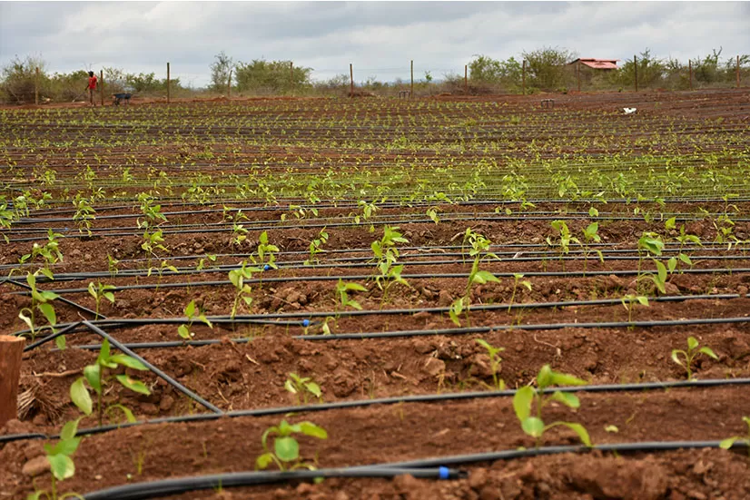 Irrigation systems in Kenya