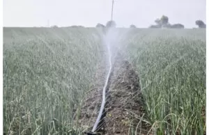Onion farming in Kenya by Grekkon Limited