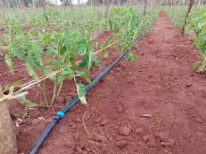 Tomato Drip Irrigation