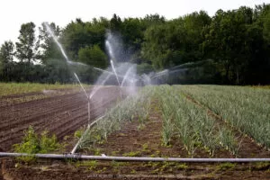 onion sprinklers by Grekkon Limited