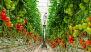 Drip irrigation system