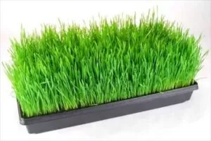 Barley in a hydroponic tray